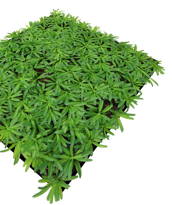 Jangal Modular Wall plantepanel 52 x 52 cm - Podocarpus Tea Tree